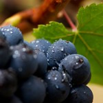 223_1web_oregon_wine_grape_harvest_02