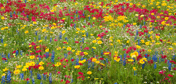 spring wildflowers put forth brilliant color displays in spring in the texas hill country if rains have cooperated