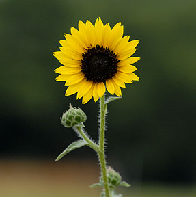 _JR25944-sun-flower