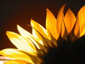 excellent-sun-flower-yellow-pretty