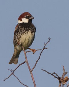 spaanse-mus-spanish-sparrow-03