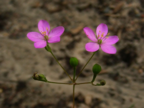 Talinum parviflorum (Small-Flower Fame Flower)2