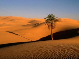 woestijn01