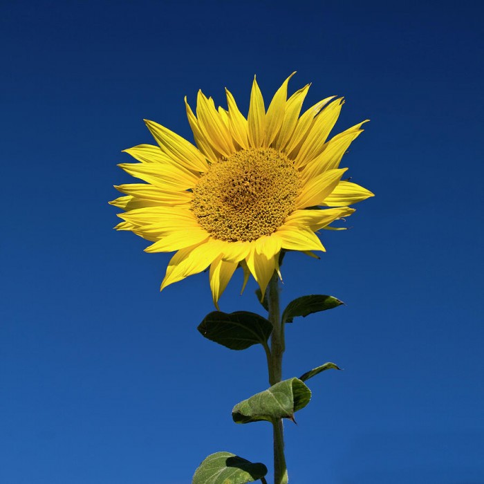 sunflower-fotografias-de-rodolfo-velasco