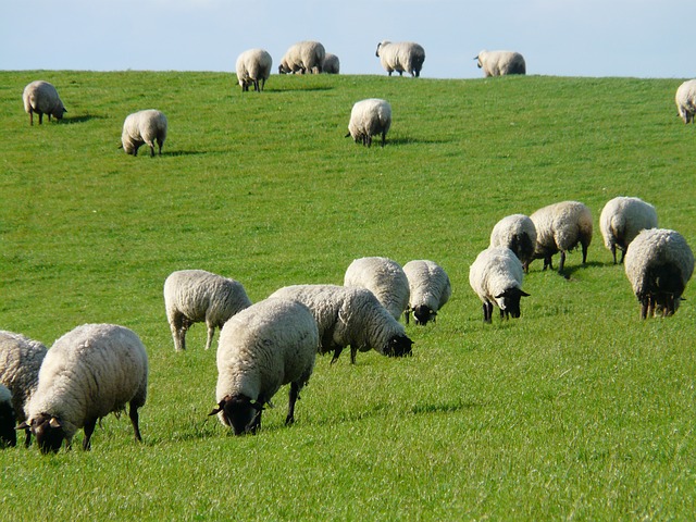 flock-of-sheep-57690_640