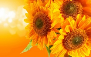 yellow-sunflowers-hd-1920x1200