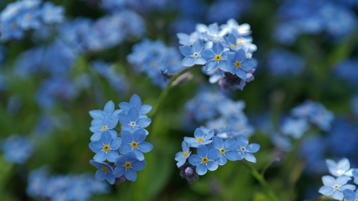 forget-me-not-748799_960_720