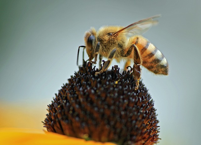 honeybee-1132965_640
