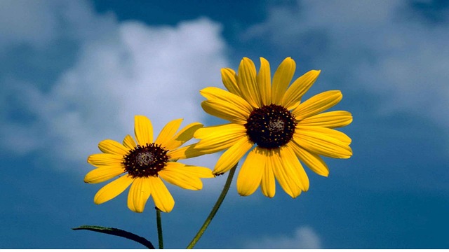 sunflowers-1180975_640