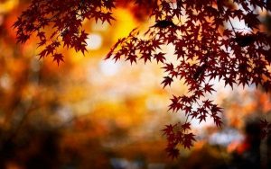 autumn-leaves-wallpaper7-600x375